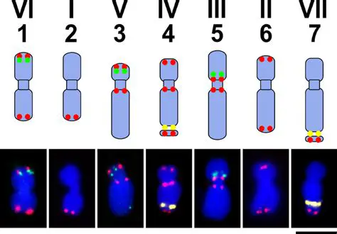 Garden Pea Chromosome Number