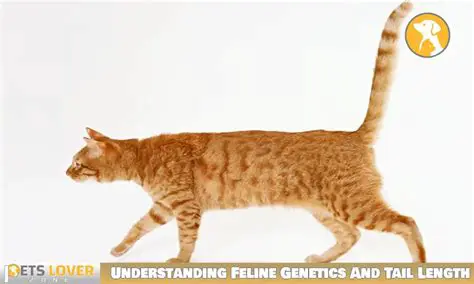 Genetics of Feline Tail Length