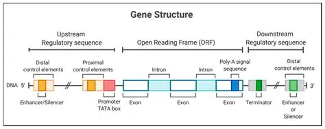 Genomic regulatory elements