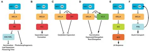Gibberellin signaling pathway