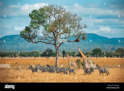 Giraffes and Zebras in the Savanna