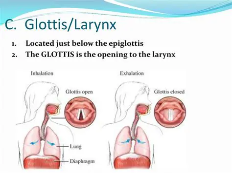 Glottis Opening and Closing