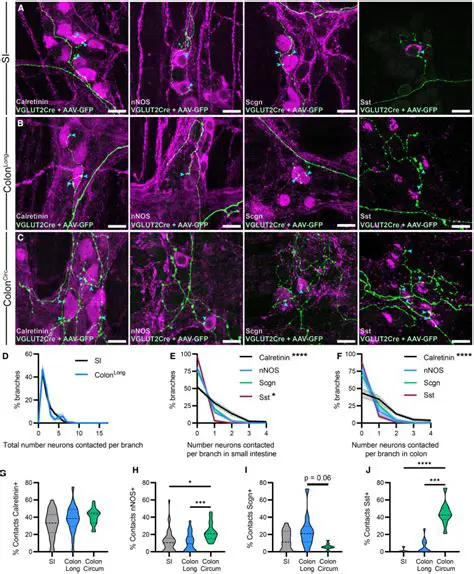 Glutamatergic Interneurons