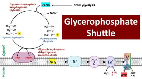 Glycerol Phosphate Shuttle