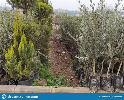 Growing and Selling Saplings