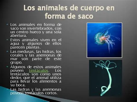 Grupo de animales invertirados con cuerpo en forma de saco