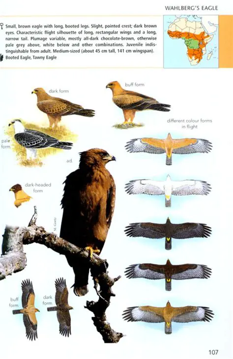 Hawks vs Raptors: Unravelling the Avian Apex Predators