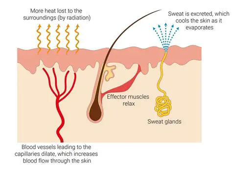 Helps control body temperature