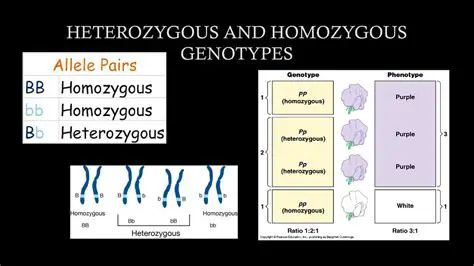 Heterozygous and Homozygous Genotypes