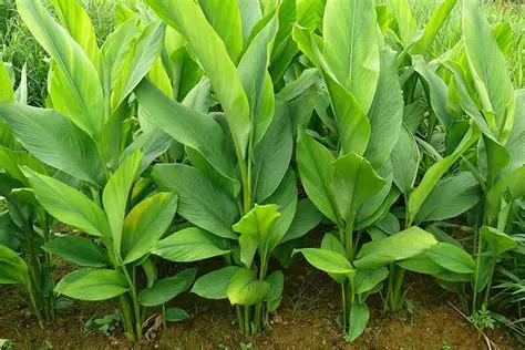 Highlighting the potential of turmeric leaves as a source of natural antimicrobials
