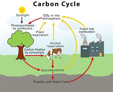 How Consumers Obtain Carbon
