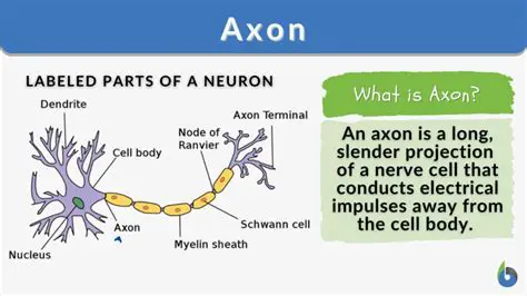 How the Axon Conducts Impulses