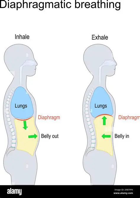 How the Diaphragm Controls Breathing