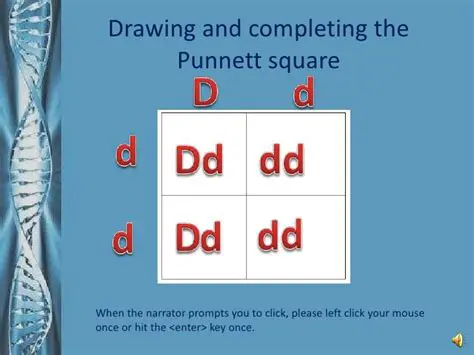 How to Complete a Punnett Square