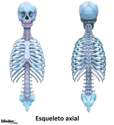 Huesos del Esqueleto Axial