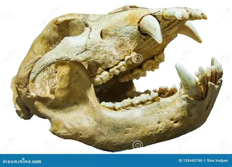 Huesos y dientes de animales