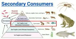 Identifying Secondary Consumers and Their Predators