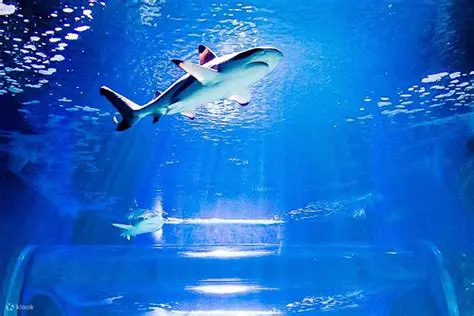 Immerse Yourself in the Underwater World