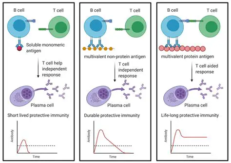 Immune Response and Plasma Cell Development