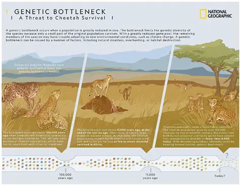 Impact of Bottleneck Events on Population Genetics