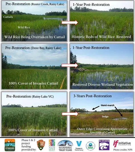 Impact of the Neverhood Restoration Project