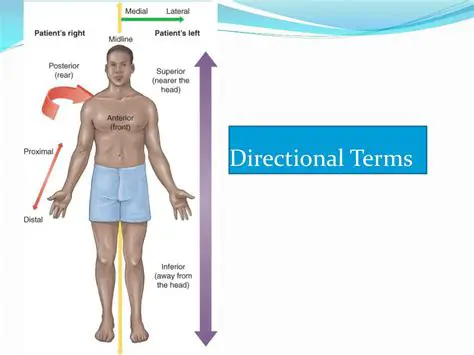 Importance of Body Directional Terms