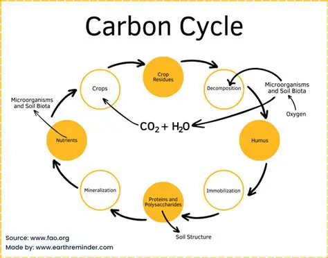 Importance of Carbonic Acid in the Carbon Cycle