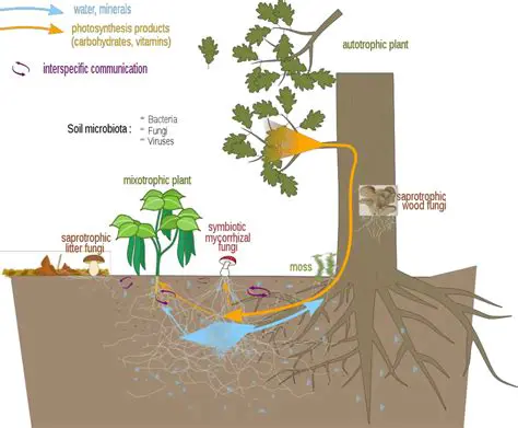 Importance of Mycorrhizal Doses and Watering Intervals