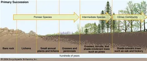 Importance of Pioneer Species in Primary Succession