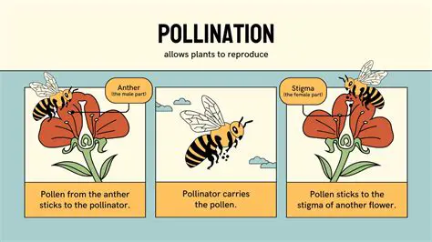 Importance of Pollination in Plant Reproduction