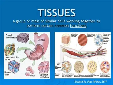 Importance of Similar Cells in Tissues