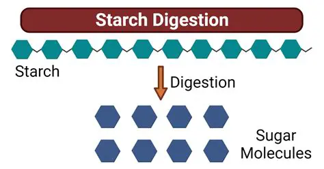 Importance of Starch Molecule Size
