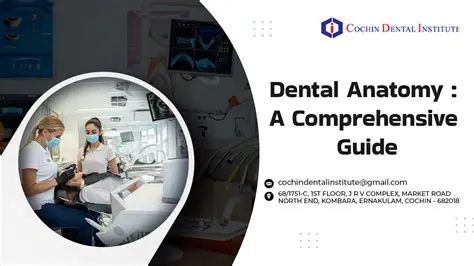 Importance of Understanding Dental Anatomy