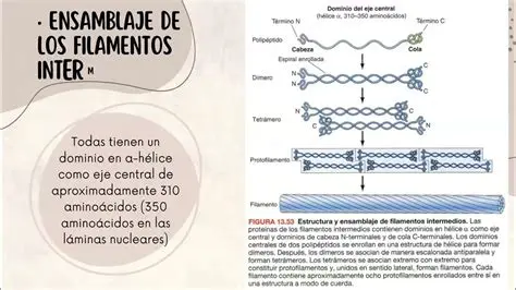 Importancia de los Filamentos Estaminales