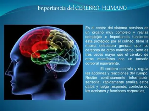 Importancia del Cerebro en la Salud
