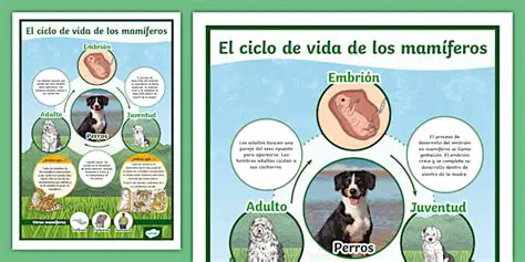 Importancia del ciclo de vida en los patos