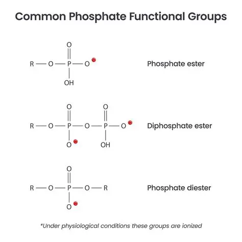 Importancia del grupo fosfato