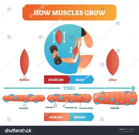 Improved muscle growth and development
