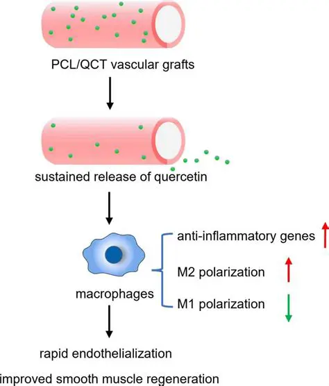 Improved tissue regeneration