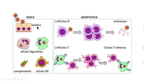 Imunidade inata e adaptativa