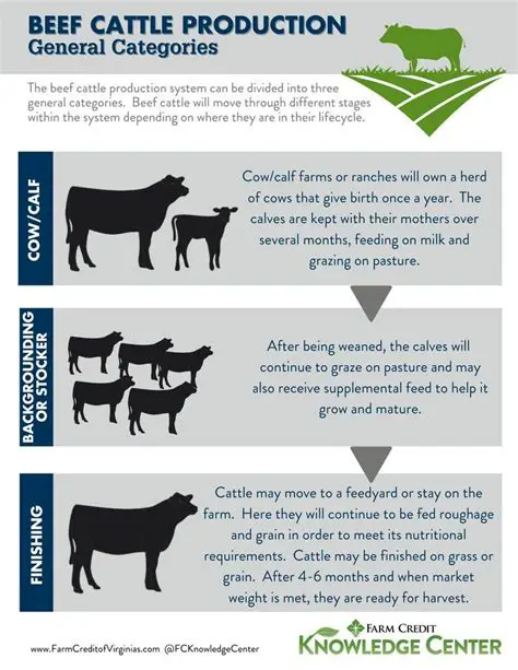 Increase Domestic Beef Production
