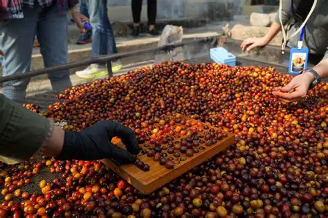 Increase production and quality of coffee