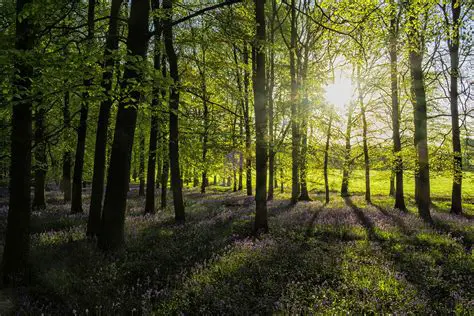 Increase the amount and quality of green open space