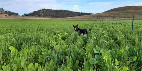 Increased animal performance