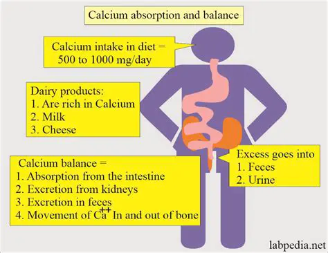Increased calcium absorption