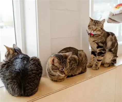 Increased emotional support