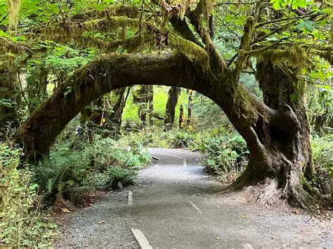 Increased magical diversity