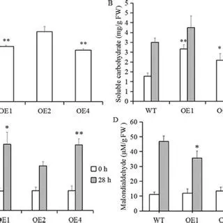 Increased tolerance to drought
