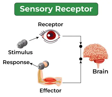 Increasing the Strength of the Stimulus Applied to the Sensory Receptor Increased
