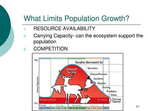 Initial Population and Resource Availability